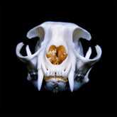 Cat Skull | Natural Animal Bone Specimen | Ornament | Collectible | Bone Carving & Bone Product